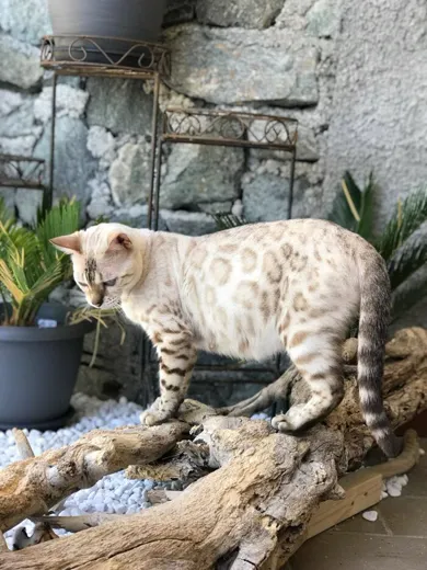Bianca — bengalka snow lynx